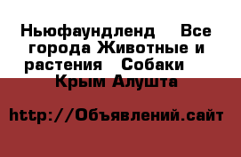 Ньюфаундленд  - Все города Животные и растения » Собаки   . Крым,Алушта